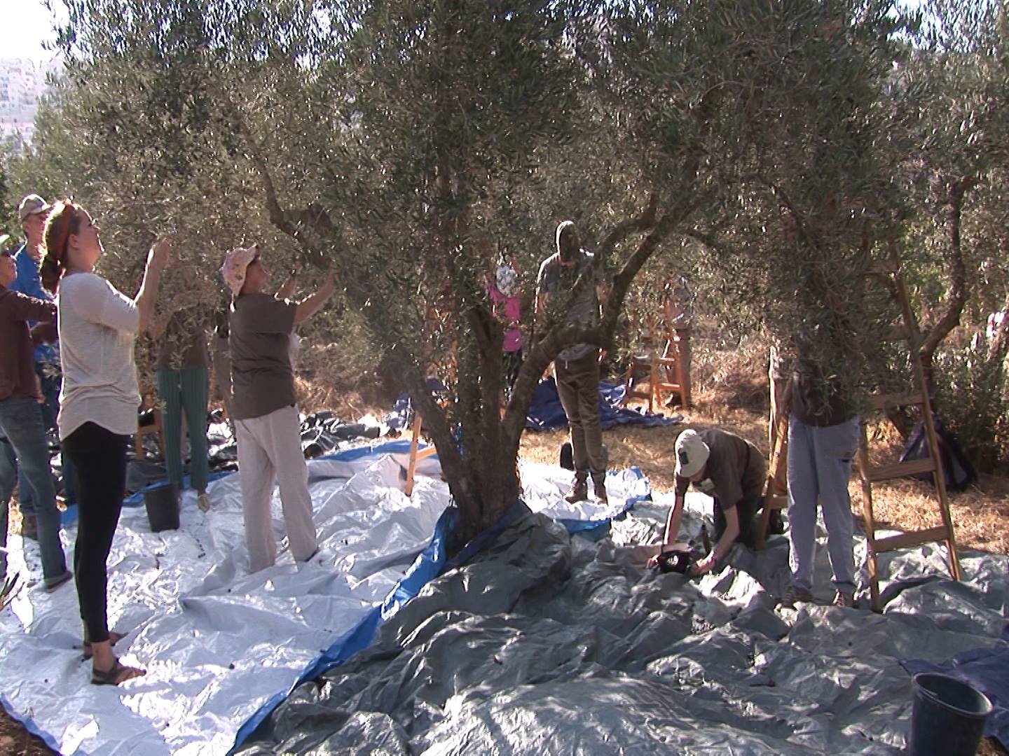 Olive Picking in Palestine: Another form of solidarity